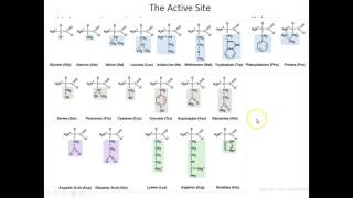 Lecture 7B SetUp for Chymotrypsin Enzymatic Mechanism [upl. by Atilam]