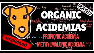 Organic acidemias Mechanism of Methylmalonic and Propionic acidemias for Step 1 [upl. by Duval]