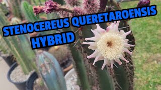 Stenocereus queretaroensis hybrid [upl. by Norha472]