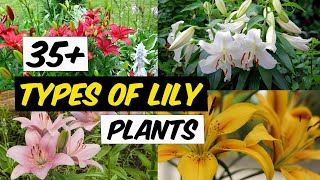 35 Types of Lily Plant  The Planet of Greens [upl. by Nerad158]