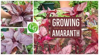 Grow Your Own Superfood The Ultimate Guide to Red Amaranth Amaranthus [upl. by Ayerim129]