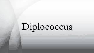 Diplococcus [upl. by Toshiko]