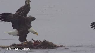 Bald Eagles fight over Deer in Adirondacks [upl. by Ydorb]