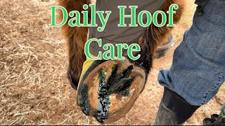 How to Clean and Treat Horse Hoofs [upl. by Elam]