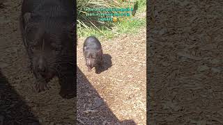 Tassie Devil  Bonorong Sanctuary Tasmania tasmaniandevil nature animals shorts olib774 [upl. by Resneps631]