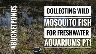 Collecting WILD Mosquito Fish For Freshwater Aquariums pt1 [upl. by Jara]