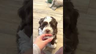 Australian Labradoodle Puppies for sale [upl. by Eirojram]