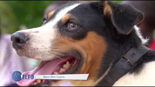 BIEN ETRE CANIN Sénégal [upl. by Nerissa]