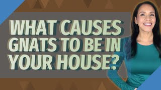 What causes gnats to be in your house [upl. by Harutak]