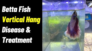 Betta Fish Disease And Treatment  Vertical Death Hang [upl. by Jenn]