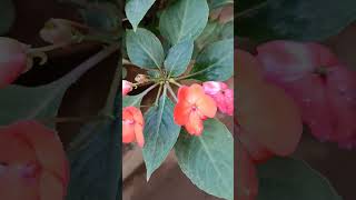 Impatiens Flower Plant floweringplant youtubeshorts 😍❤️ [upl. by Atrebla]