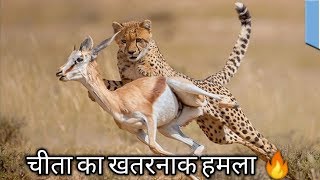 Cheeta attack on animal  Animal Planet Hindi  चीता का खतरनाक हमला [upl. by Annabal]