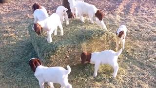 Baby Goats Playing Running and Jumping Compilation [upl. by Brander445]