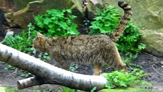 European Wildcat Felis silvestris [upl. by Nylek554]