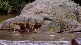 Burundi Deadliest Crocodile [upl. by Ringe611]