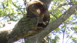 Racoon nesting in tree [upl. by Kinelski25]