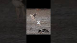 What kind of bird is that trollface edit birds viralvideo [upl. by Nnylyrehc]