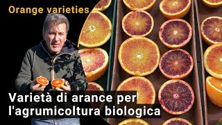 Varietà di arance per lagrumicoltura biologica in Sicilia [upl. by Det]