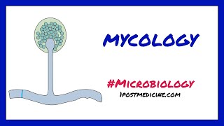 Introduction to Mycology  Microbiology [upl. by Ynos]