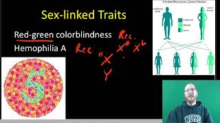 Mendelian Inheritance in humans [upl. by Harman191]