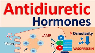 Antidiuretic hormones [upl. by Anihpled683]