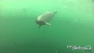 Close encounter with Burmeisters porpoise in Patagonia [upl. by Froh]