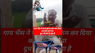 भैंस दूध नहीं बढ़ रही चारा कम खा रही है buffalo cow shorts shortsfeed video trending viral [upl. by Ferrel]