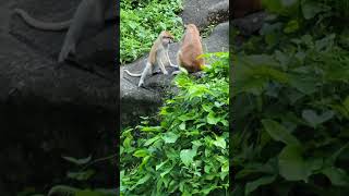 紅猴Patas MonkeyTaipei Zoo [upl. by Yllaw]