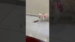 Juguetes casero para perros 🐶🐕 mascotas viral perrito [upl. by Edholm138]