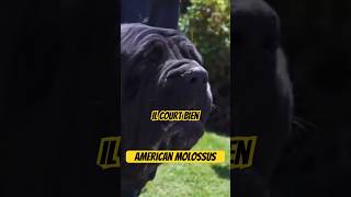 L’american molossus 2000 ans apres le retour dog chien viral shorts trending k9 video [upl. by Sherwood442]