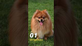 Orígenes de la raza pomerania perrosalegres [upl. by Rustice]