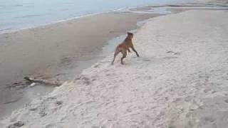 Rhodesian Ridgeback runs like crazy [upl. by Laurentium]