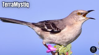 Sonidos de Cenzontle  Cantos de Sinsonte  Pájaros cantando  Sonido de Animales [upl. by Assilem589]