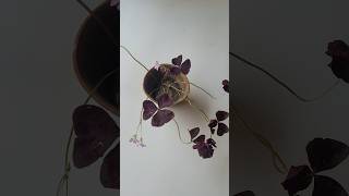 Purple shamrock  oxalis triangularis care and soil mixgardeing [upl. by Ecinereb]