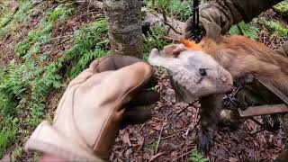 Mushers Tails A Good Marten Trap Check [upl. by Terrej]