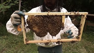 Full Hives and No Brood Bee Trouble [upl. by Jankell]