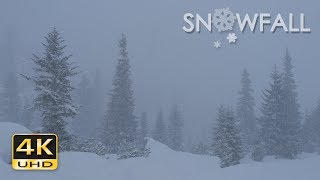 4K Snowfall  Peaceful Snowing  Snow Falling  Relaxing Winter Video  Ultra HD  2160p [upl. by Ghassan763]