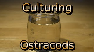 How to culture Ostracods [upl. by Zailer613]