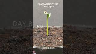 Growing Watermelon 🍉 From Seeds gardening plants [upl. by Hayilaa]