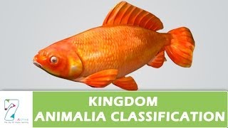 Kingdom Animalia Classification [upl. by Macario]