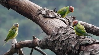 Plum Headed Parakeet Family [upl. by Kingsly750]