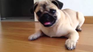 Cute and Crazy Pug barking and playing with a bottle [upl. by Nali]