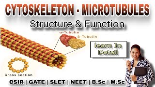 CYTOSKELETON  MICROTUBULES Structure and function In Detail  MSc Classes  Cell Biology [upl. by Nunciata]