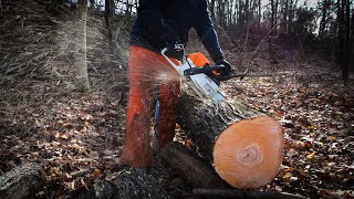 Stihl MS261 cutting 2025s firewood [upl. by Assili]