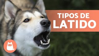 Porque os cachorros latem 10 TIPOS e significados 🐶 [upl. by Eimaraj]