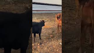 Feeding weaned calves day 5 [upl. by Nylavad]