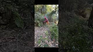 A Tree Fell Blocking The Only Path To Our House [upl. by Frech]