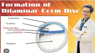 Changes in Embryoblast  Formation of Amniotic Cavity and Primary Yolk Sac [upl. by Nnaacissej271]