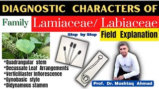 Family Labiateae Diagnostic Characters  Family Lamiaceae  Family Labiateae  Info Biodiversity [upl. by Julianna171]