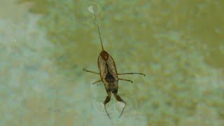 Water scorpion Nepidae [upl. by Elleved712]